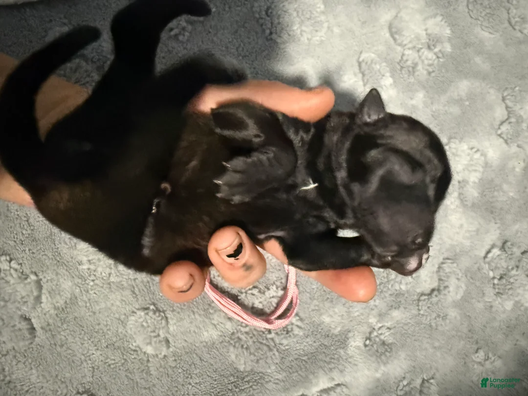 Belgian Malinois dogs for sale: Pink Collar - Ad 2