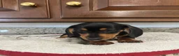 Miniature Dachshund dogs for sale: Westin  - Ad 3