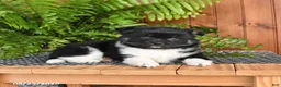 Mixed Breed dogs for sale: Pearl - Ad 3