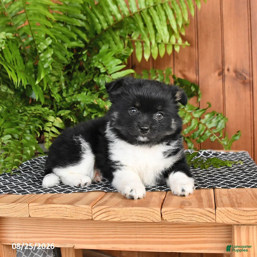 Mixed Breed dogs for sale: Pearl - Ad 3
