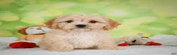 Cavachon dogs for sale: Lonnie - Ad 9