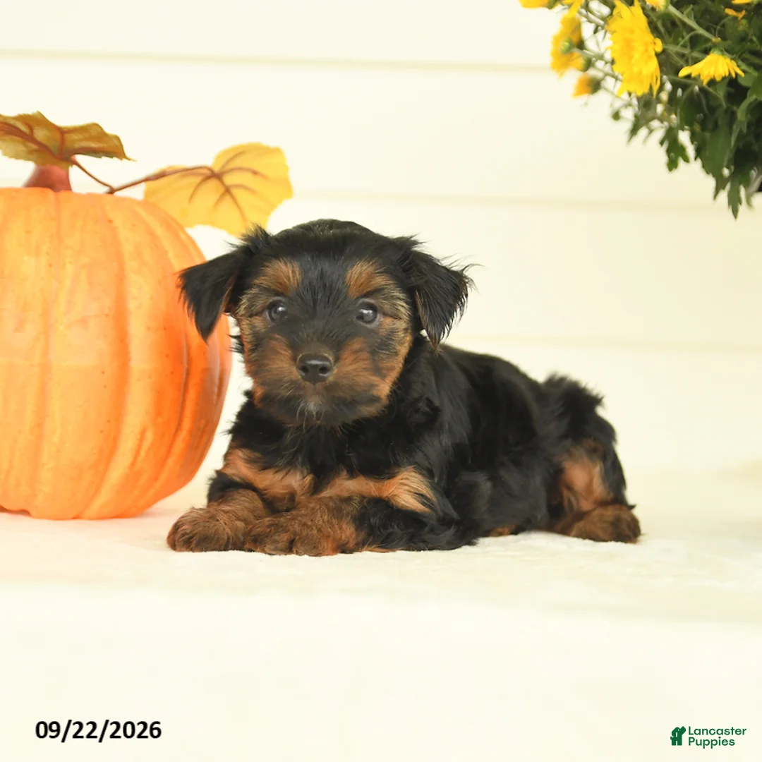 Yorkshire Terrier dogs for sale: Buddy - Ad 3