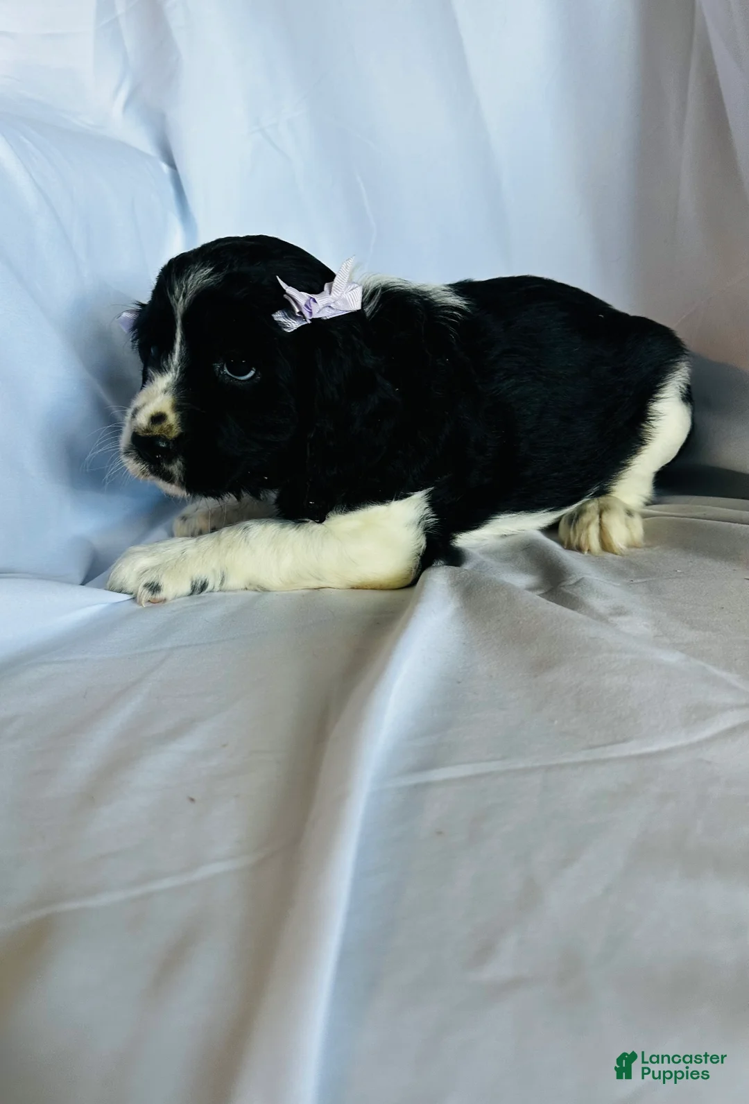 English Springer Spaniel dogs for sale: English Springer Spaniel 4 - Ad 2