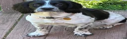 Mixed Breed dogs for sale: Mixed Breed 1 - Ad 10