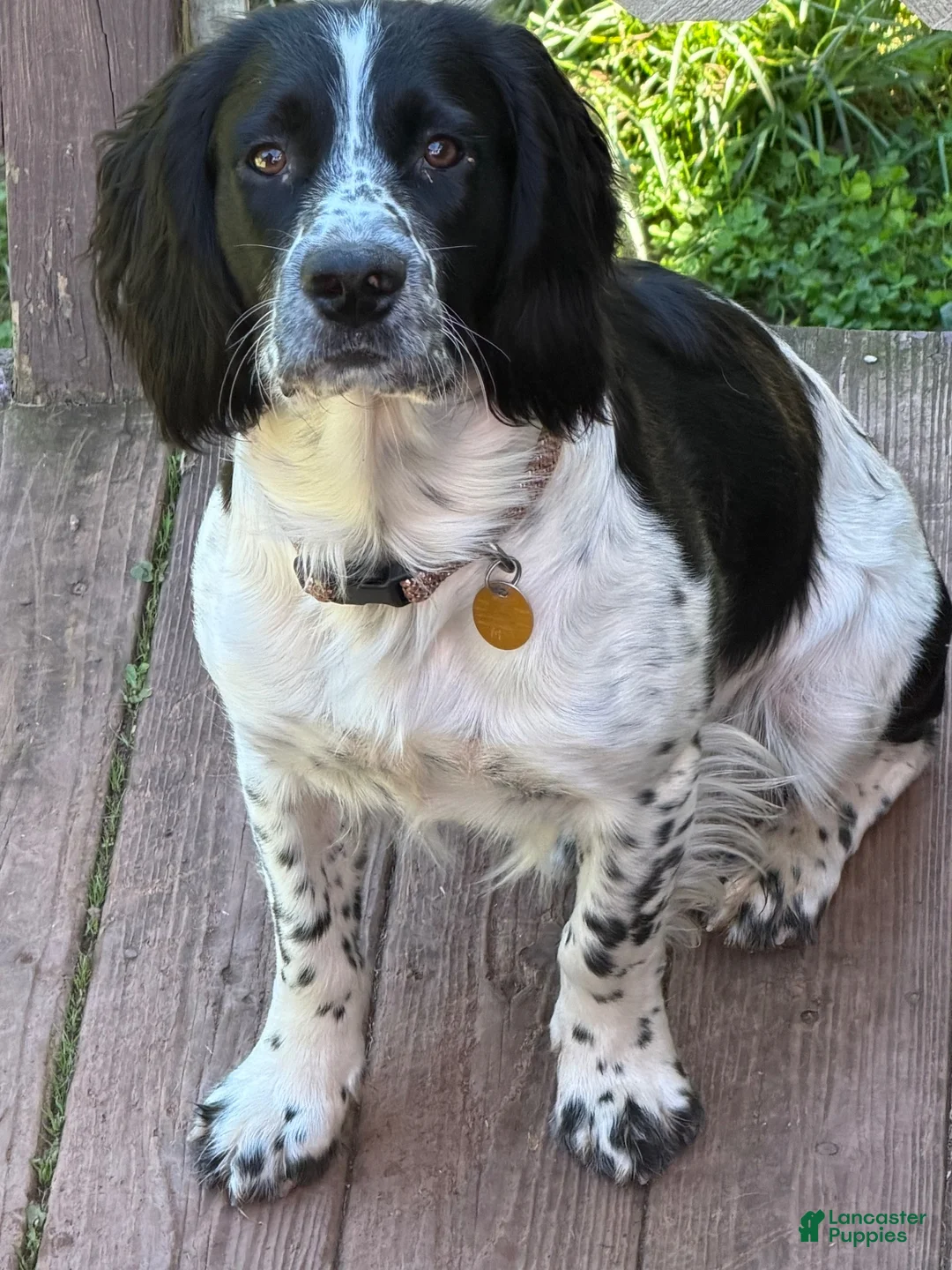 Mixed Breed dogs for sale: Mixed Breed 1 - Ad 10