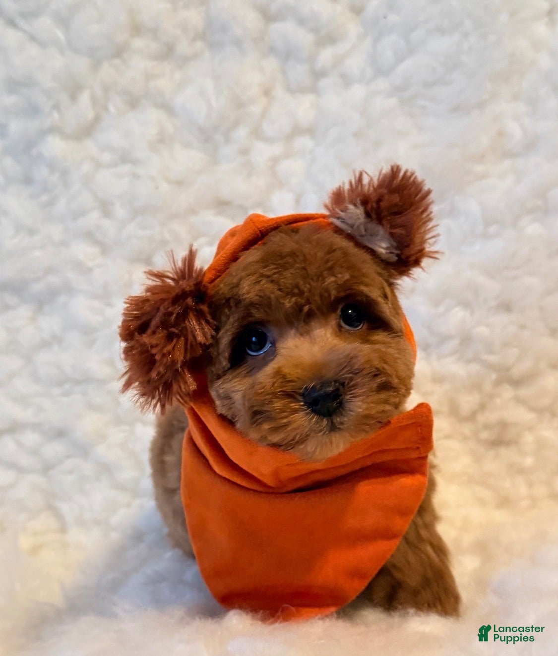 Toy Poodle dogs Snuggles deep red - Ad 2