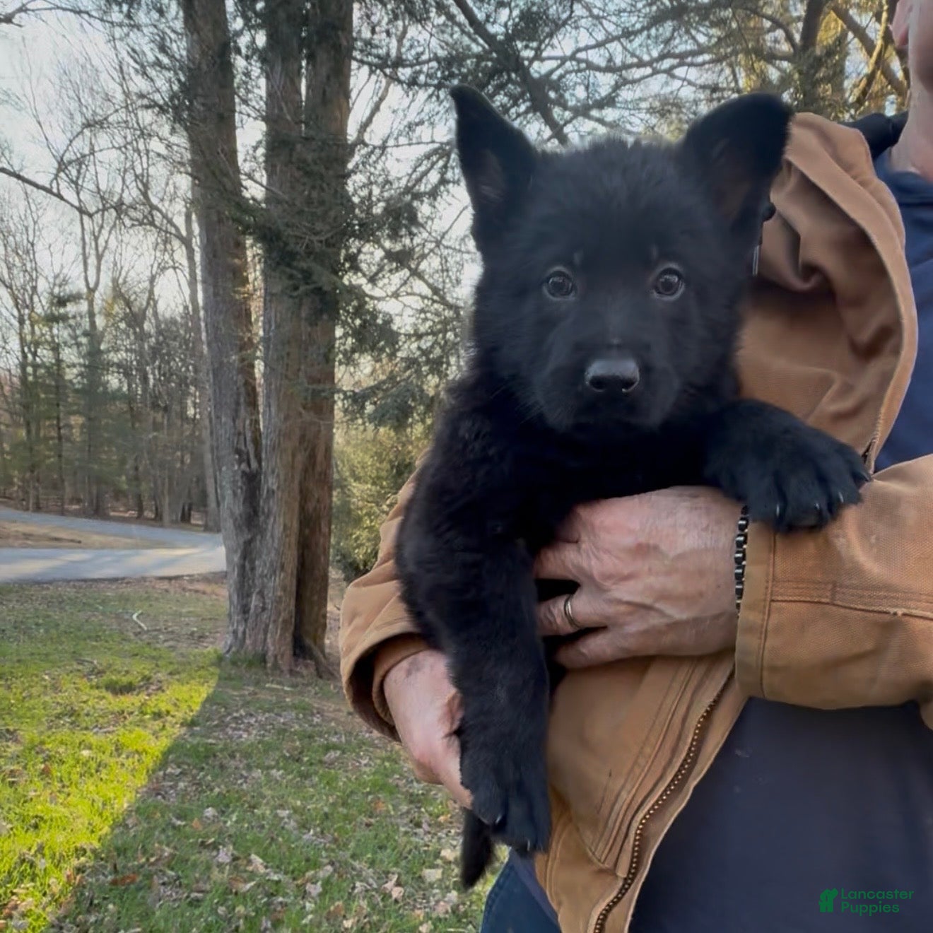 German Shepherd dogs TUECHA - Ad 2