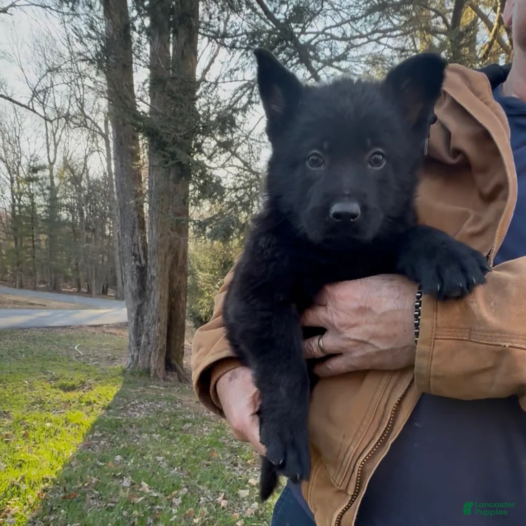 German Shepherd dogs for sale: TUECHA - Ad 2