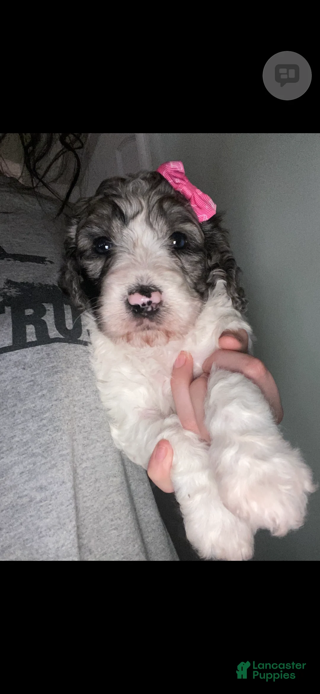 Mixed Breed dogs for sale: Mixed Breed Puppy 1 - Ad 2