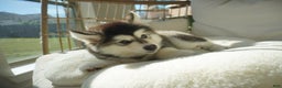 Alaskan Malamute dogs for sale: Dong Dong - Ad 2