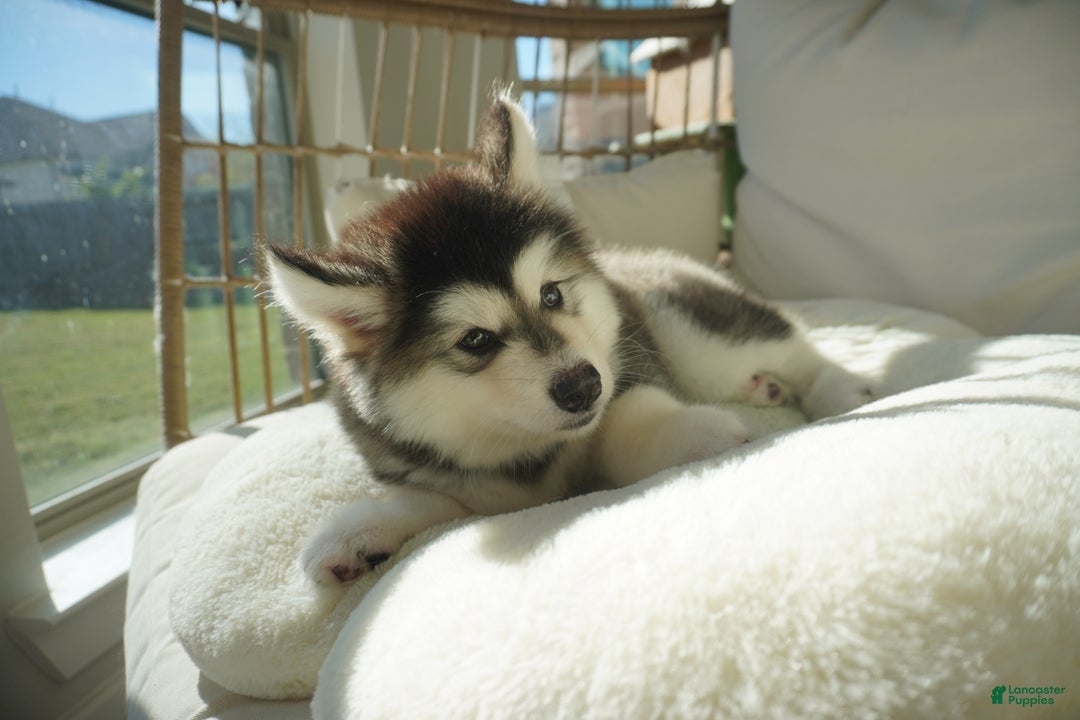 Alaskan Malamute dogs for sale: Dong Dong - Ad 2