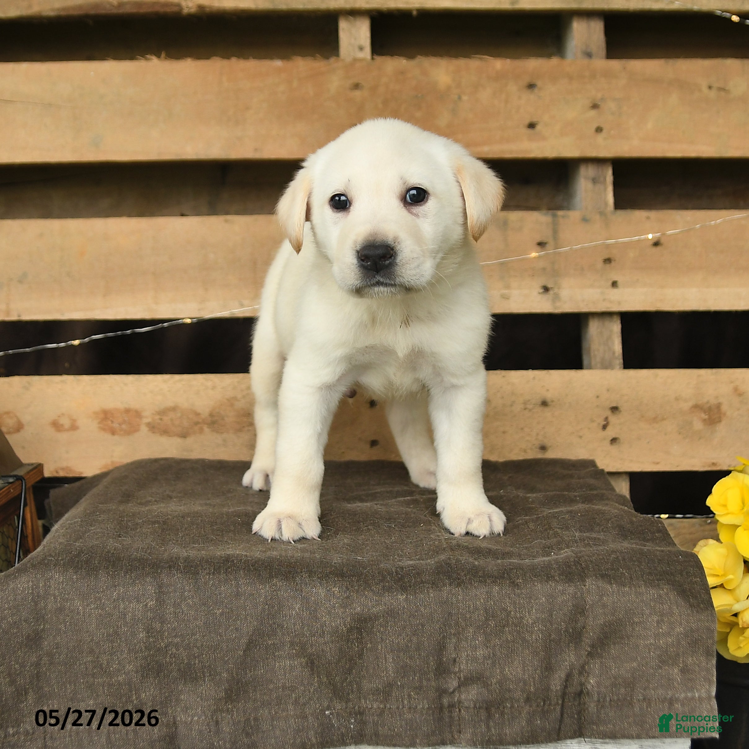 Labrador Retriever dogs Frost  - Ad 1