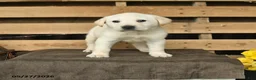 Labrador Retriever dogs for sale: Frost  - Ad 1