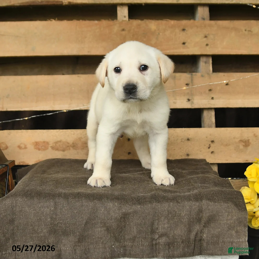 Labrador Retriever dogs for sale: Frost  - Ad 1