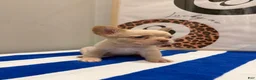 French Bulldog dogs for sale: Ghost - Ad 6