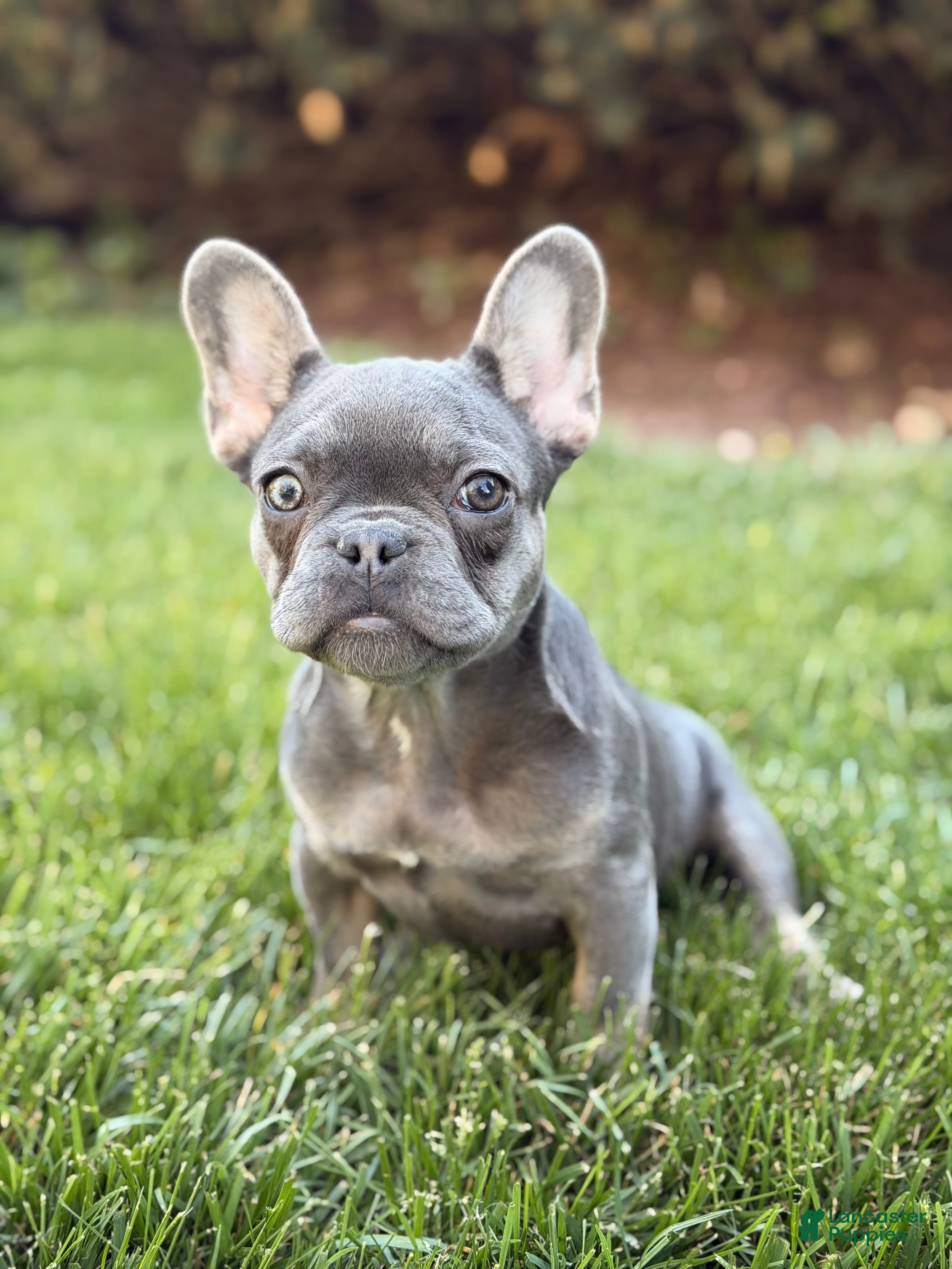 French Bulldog dogs French Bulldog Puppy 2 - Ad 2
