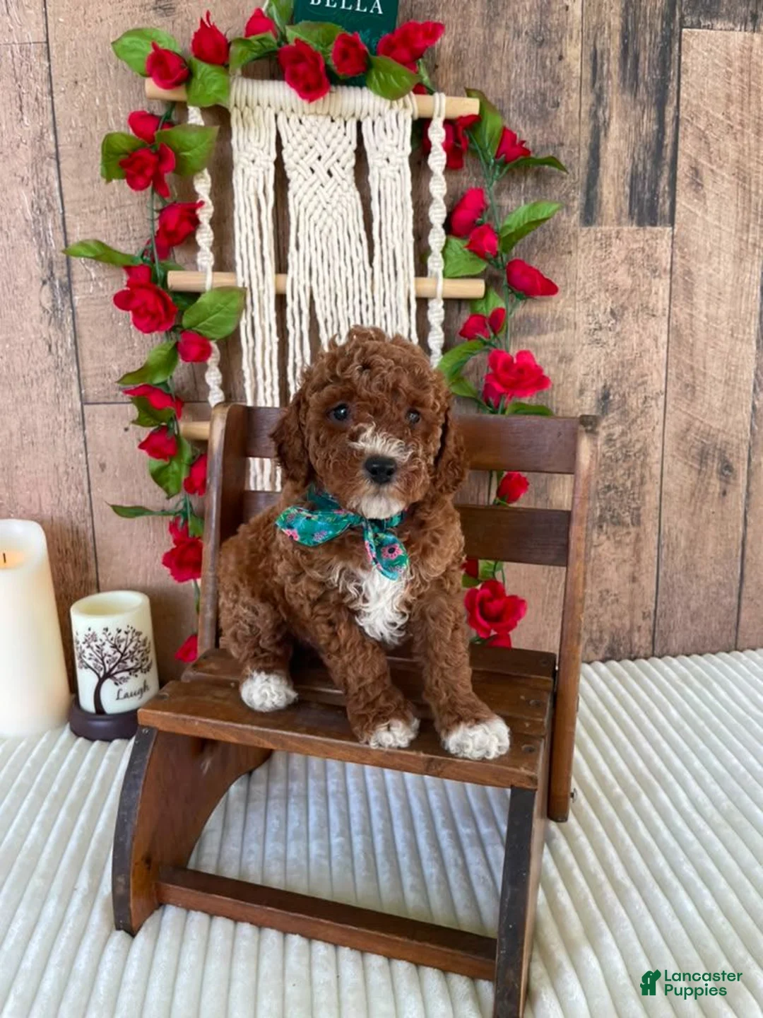 Mini Goldendoodle dogs for sale: Mr. Lotus - Ad 1