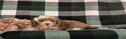 Bichpoo dogs for sale: Ashlee - Ad 5