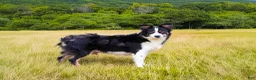 Mini Aussiedoodle dogs for sale: Winston - Ad 7