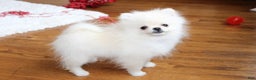 Pomeranian dogs for sale: Teacup Tony - Ad 3
