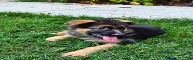 German Shepherd Puppy 3