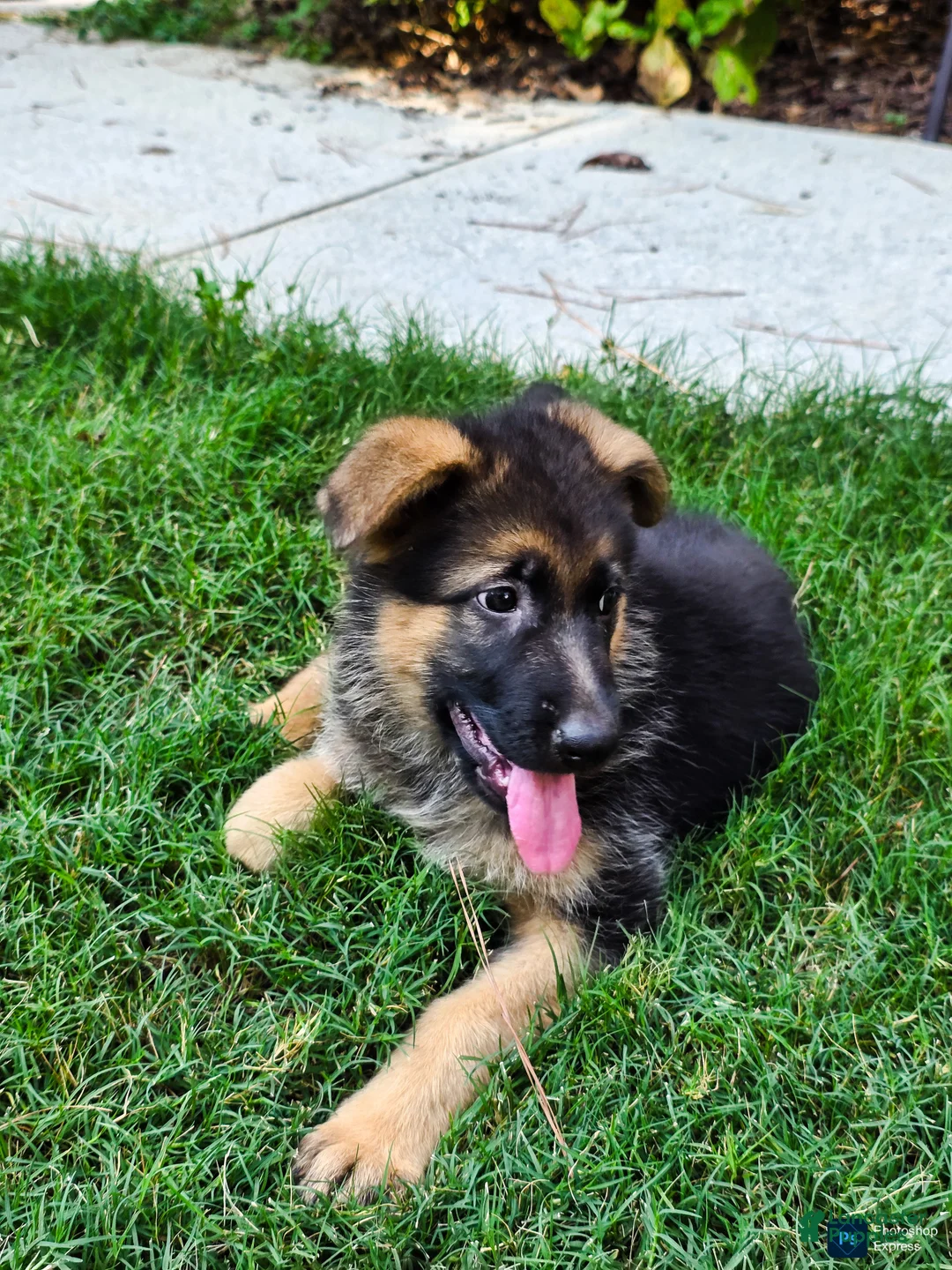 German Shepherd dogs for sale: German Shepherd Puppy 3 - Ad 1