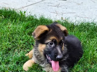 German Shepherd dogs German Shepherd Puppy 3 - Ad 23