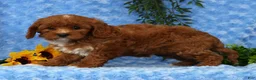 Cavapoo dogs for sale: Leo - Ad 7