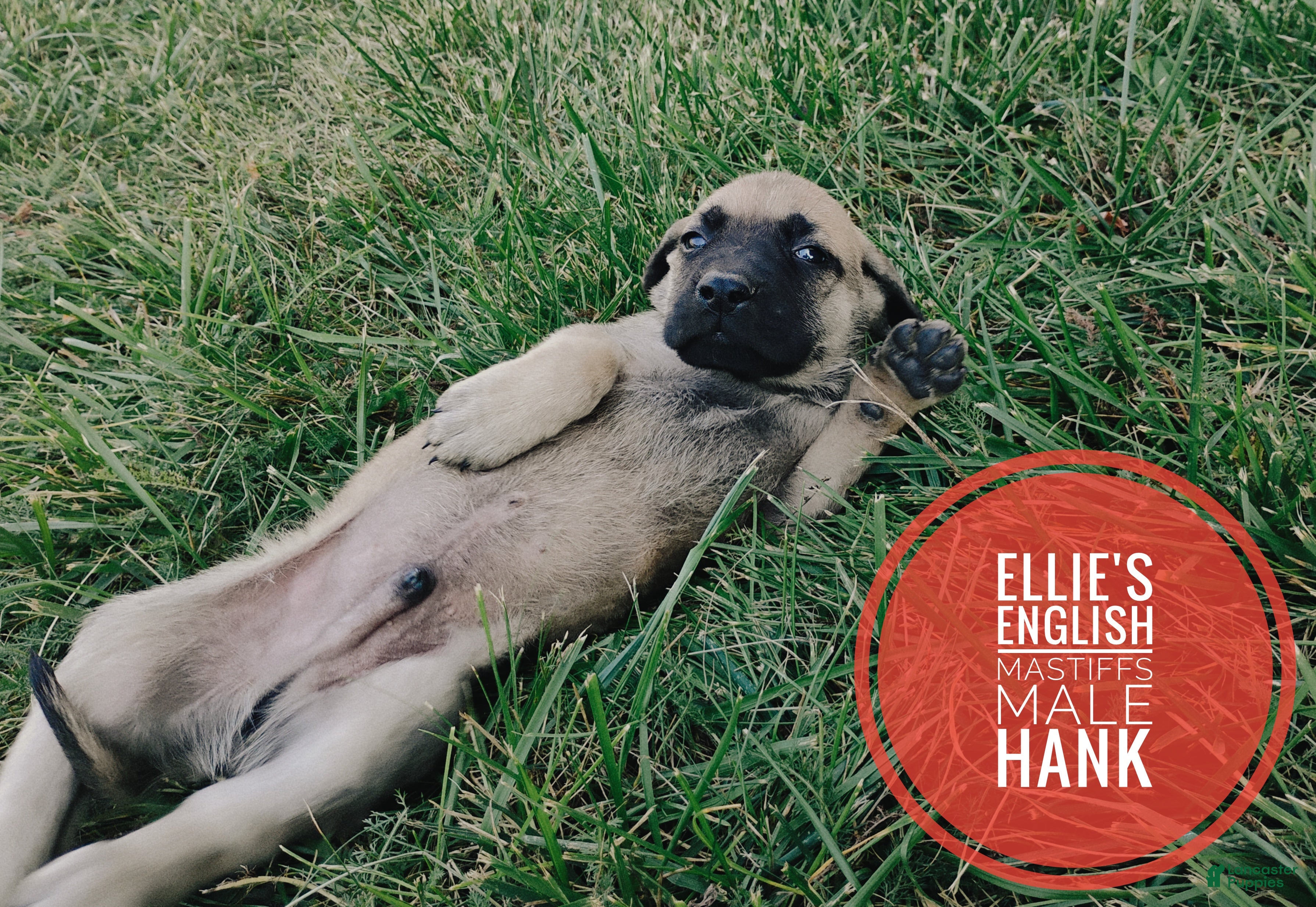 English Mastiff dogs Hank - Ad 2