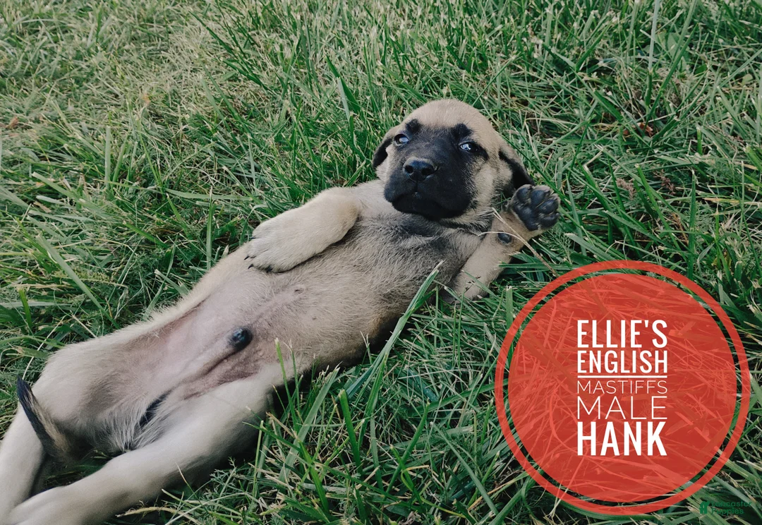 English Mastiff dogs for sale: Hank - Ad 2