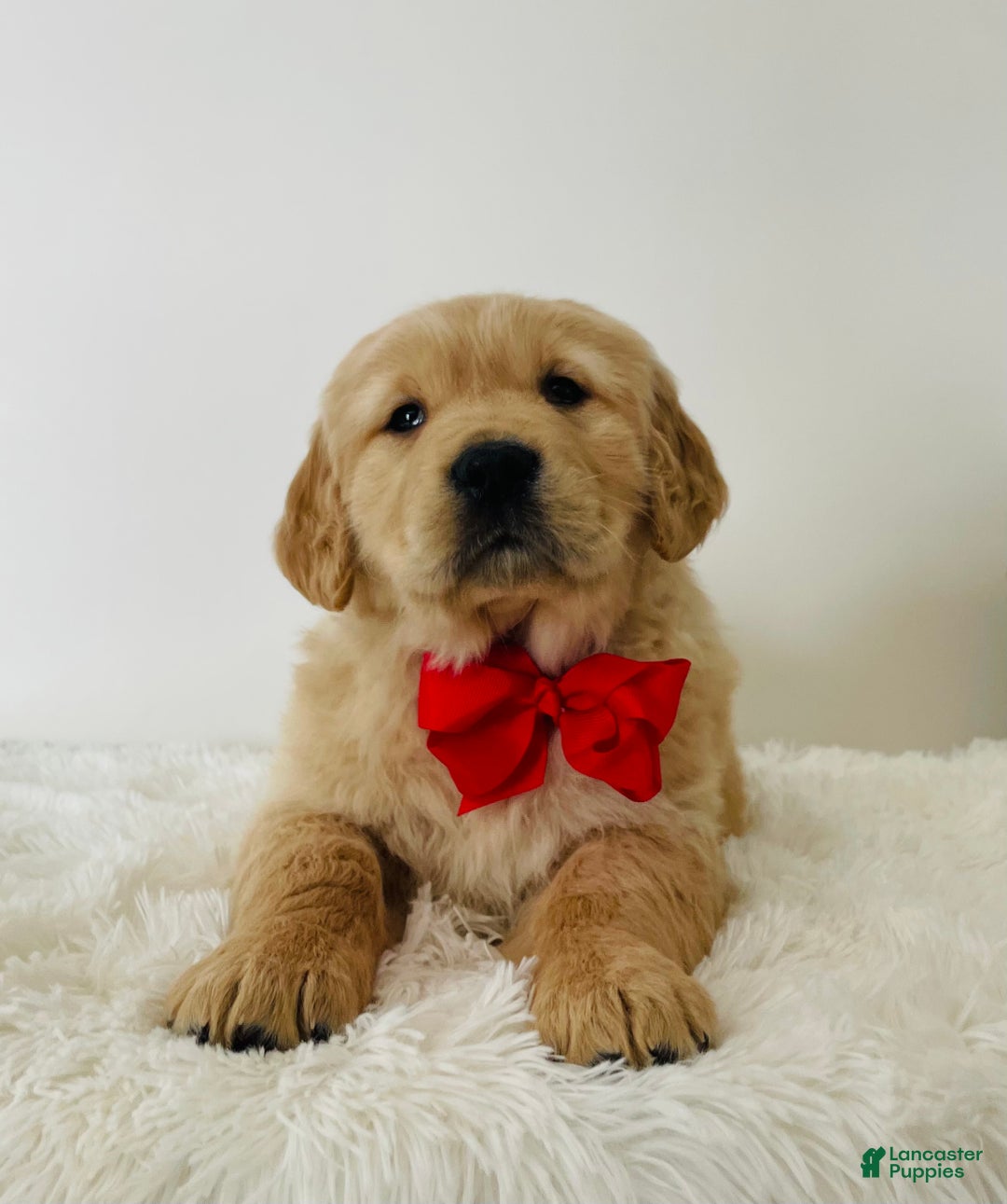 Golden Retriever dogs for sale: Miles - Ad 3
