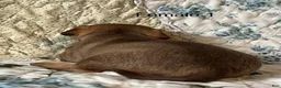 Chiweenie dogs for sale: Chiweenie 6 - Ad 10