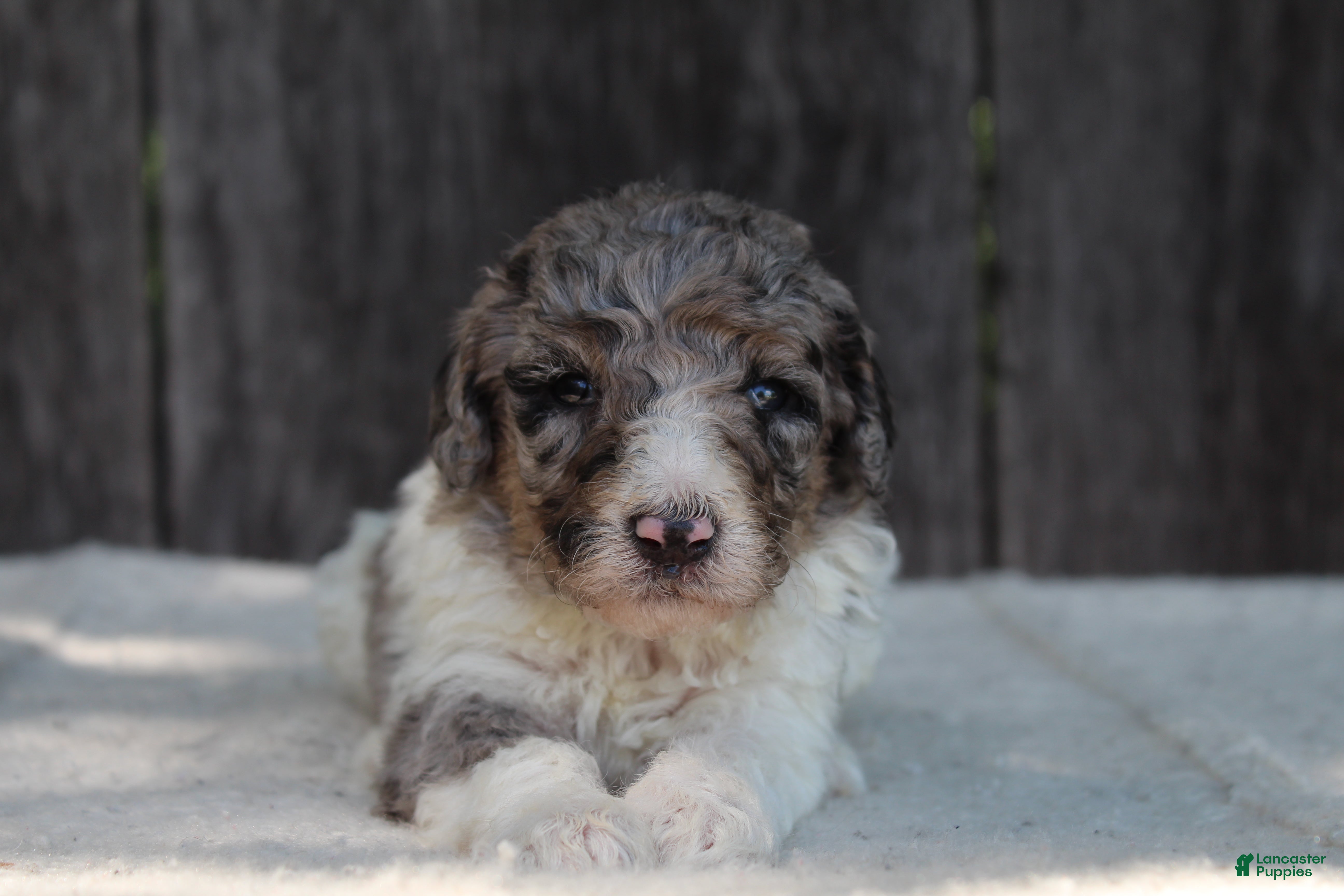 Standard Poodle dogs for sale: Clover AKC standard poodle - Ad 7
