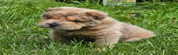 Shar Pei dogs for sale: Roman - Ad 35