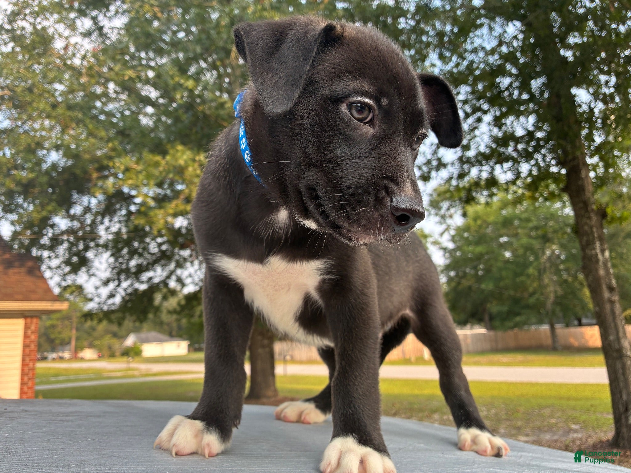 Pitsky dogs Hank  - Ad 4