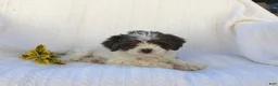 Cavapoo dogs for sale: Lady - Ad 4