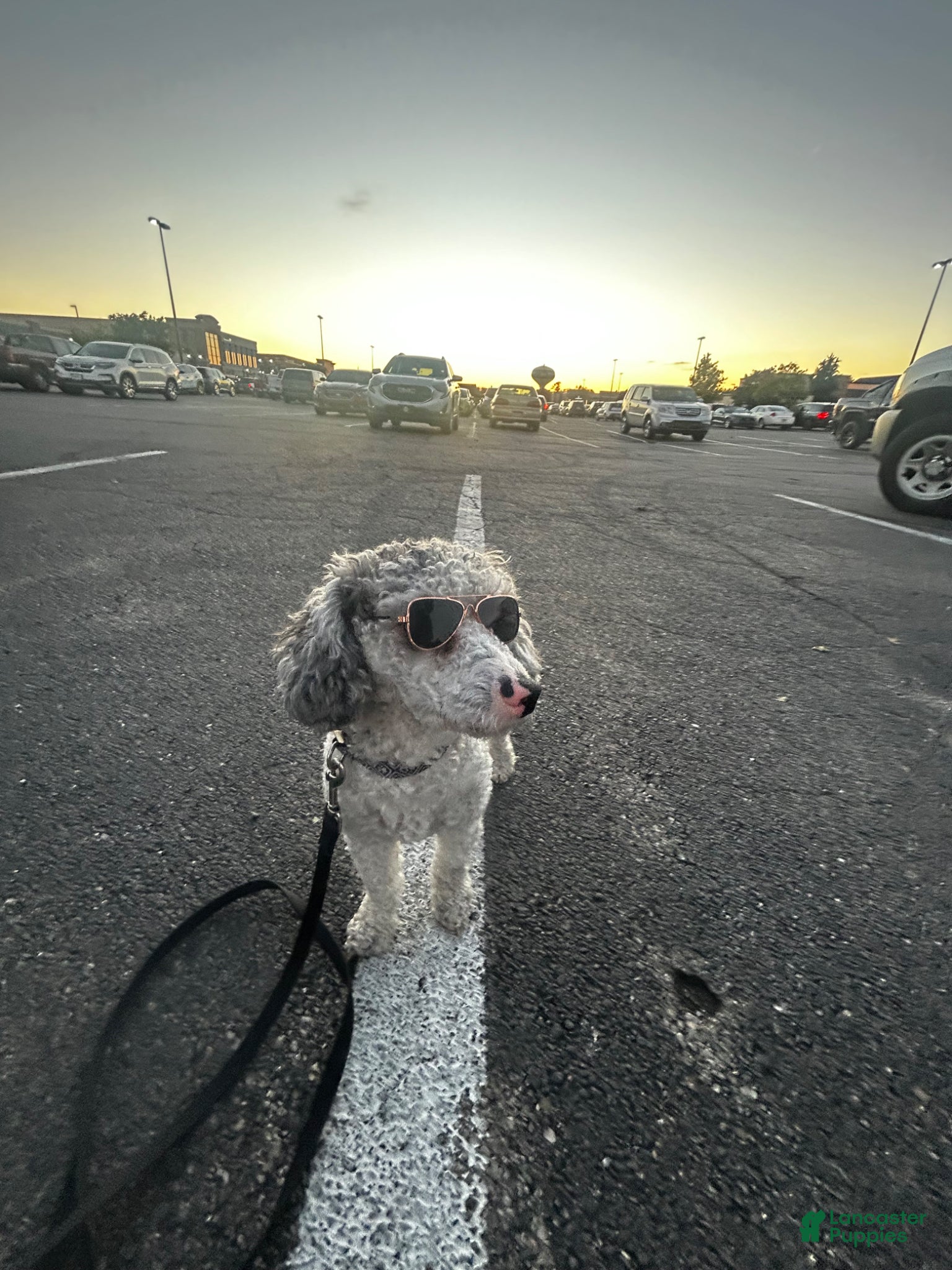 Toy Poodle dogs Maverick  - Ad 2