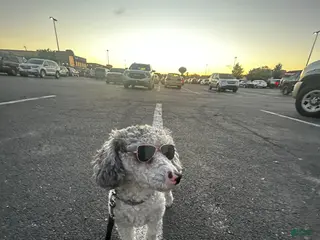 Toy Poodle dogs Maverick - Ad 1