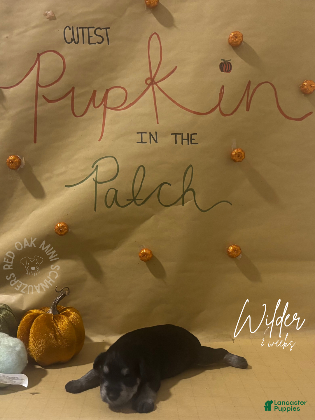 Miniature Schnauzer dogs for sale: Miniature Schnauzer Puppy 4 - Ad 2