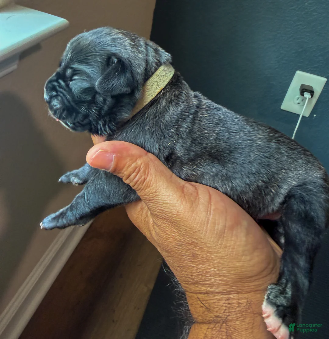Cane Corso dogs for sale: Cane Corso Puppy 10 - Ad 1