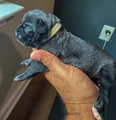Cane Corso Puppy 10