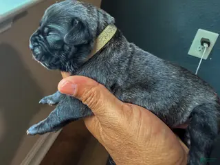 Cane Corso dogs for sale: Cane Corso Puppy 10 - Ad 4