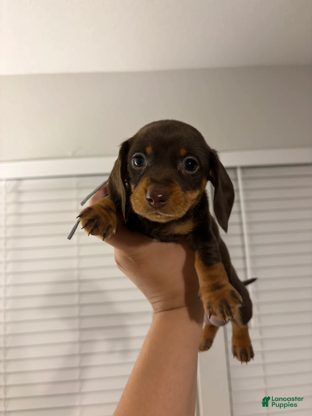 Miniature Dachshund dogs for sale: Miniature Dachshund Puppy 6 - Ad 12