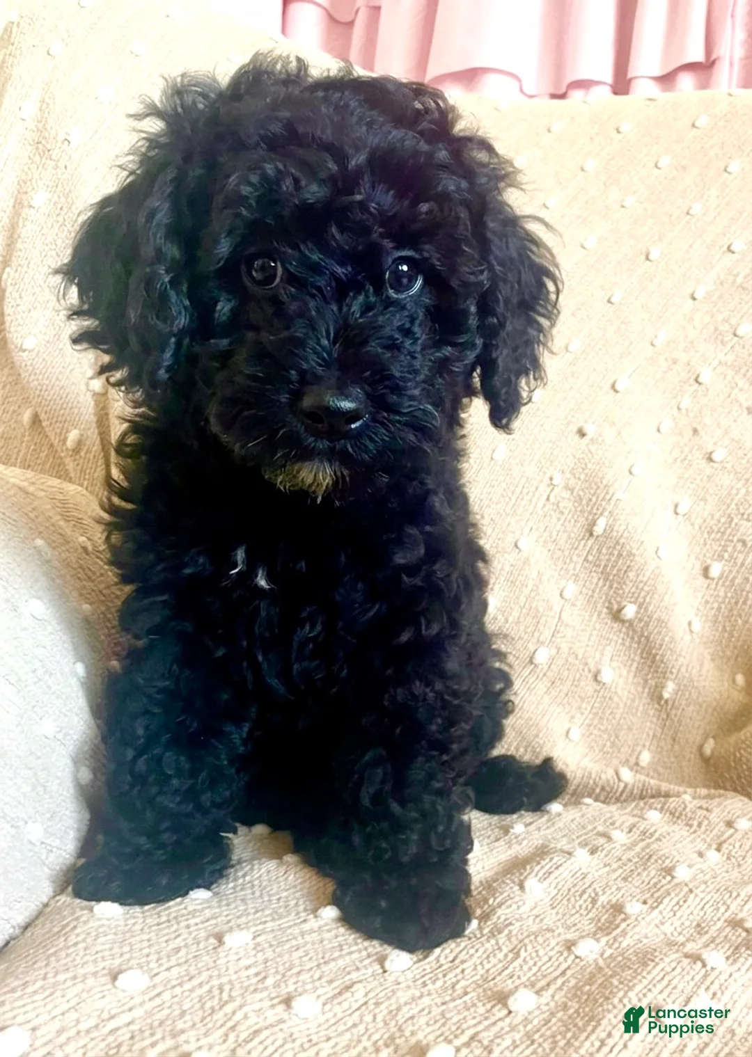 Mixed Breed dogs for sale: Orange - Ad 1