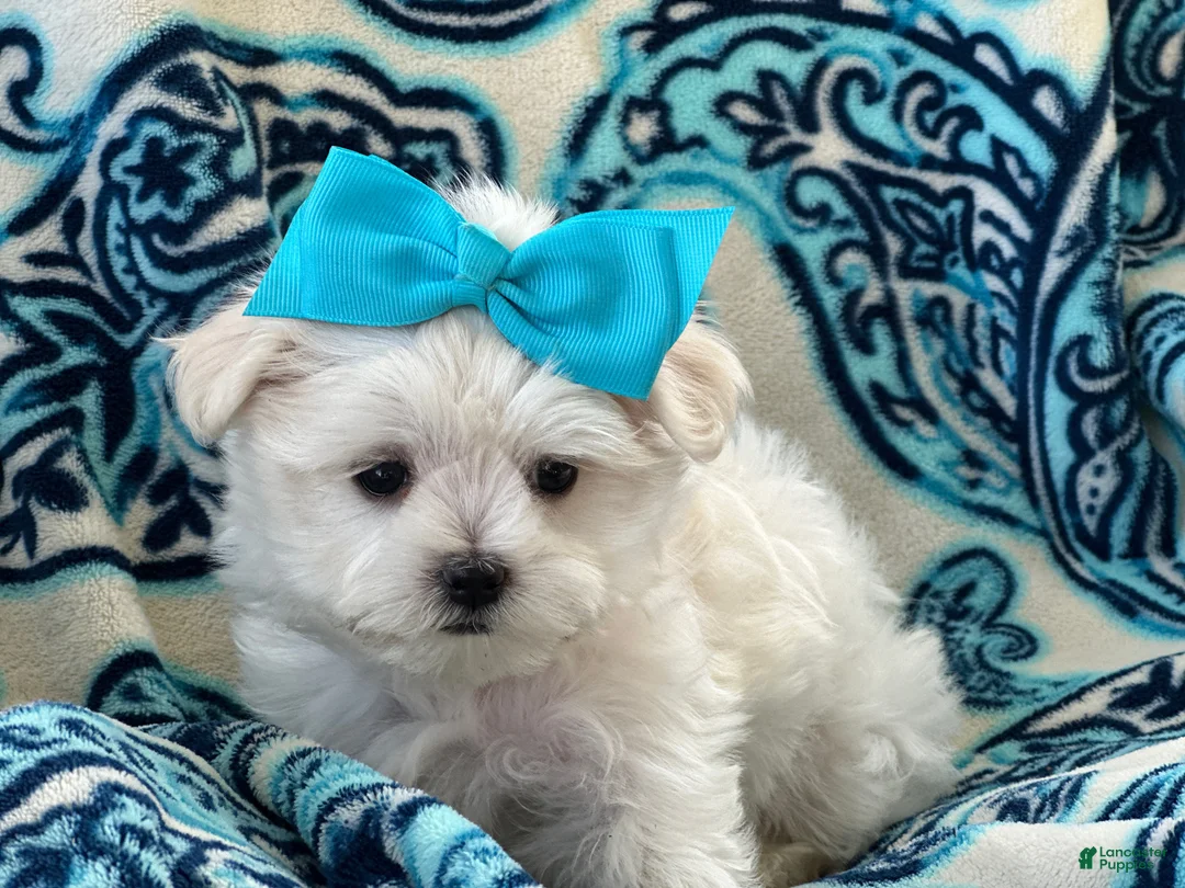 Maltese dogs for sale: APRI Maltese - Lucy - Ad 2