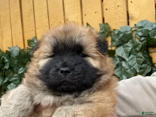 Chow Chow dogs Chow Chow Puppy 1 - Ad 1