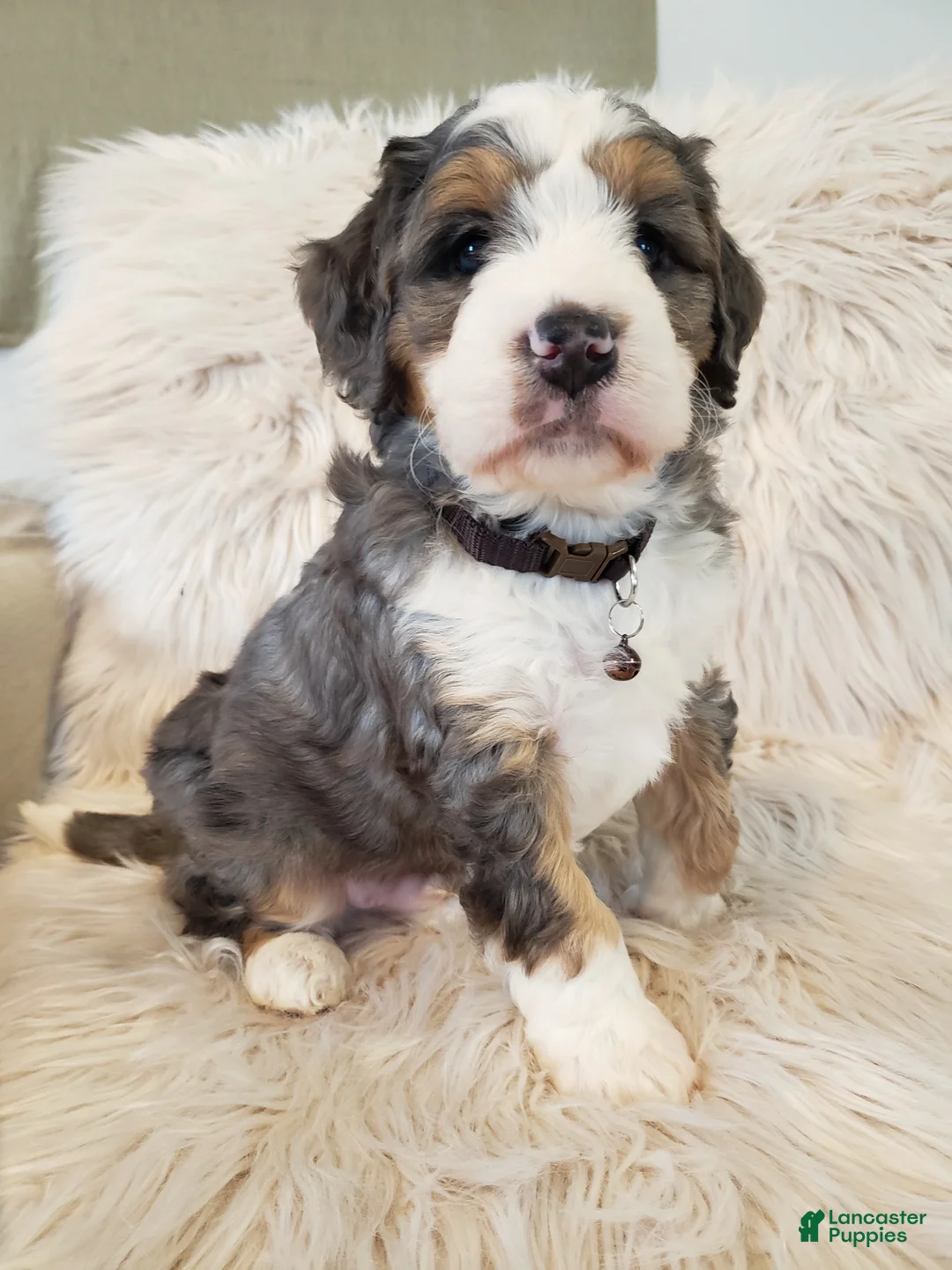 Mini Bernedoodle dogs for sale: Monty - Ad 5