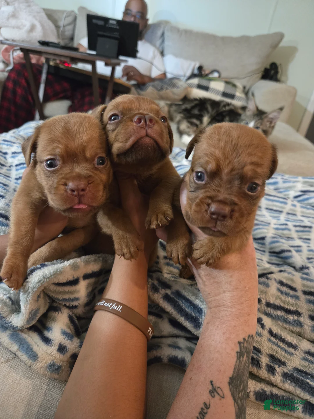 Bullmastiff dogs for sale: Purple Female - Ad 4