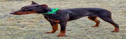 Doberman Pinscher dogs for sale: Koda - Ad 2