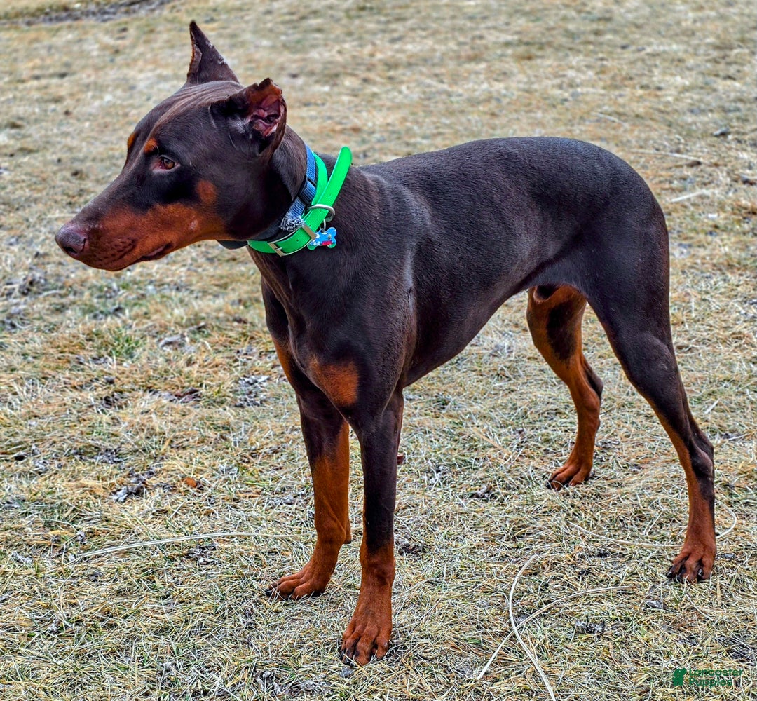 Doberman Pinscher dogs for sale: Koda - Ad 2